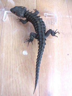 画像1: アカメカブトトカゲペア（Ｎ様ご売約済み）