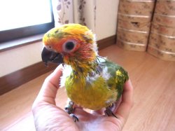 画像2: コガネメキシコインコ