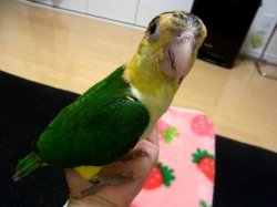 画像3: シロハラインコ☆