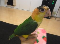 画像1: シロハラインコ☆