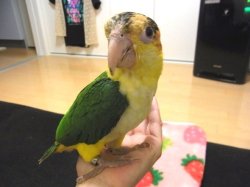 画像2: シロハラインコ☆