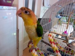 画像4: シロハラインコ★ご家族様決まりました♪