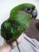 ズアカハネナガインコ♀（ＰＨ　ＢＩＩ９Ｄ９０３）お迎え頂きました