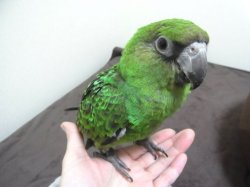 画像3: ズアカハネナガインコ♀（ＰＨ　ＢＩＩ９Ｄ９０３）お迎え頂きました