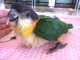 ズグロシロハラインコ　ＢＩＩ８Ｅ６９０☆♀（お迎え頂きました）