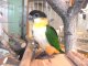 ズグロシロハラインコ　ＢＩＩ８Ｅ６９１☆♂（お迎え頂きました）