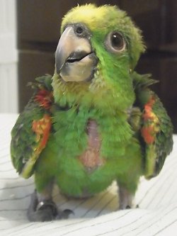 画像1: キビタイボウシインコ♀☆３月２９日生まれ(お迎え頂きました）