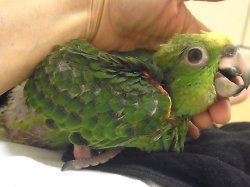 画像4: キビタイボウシインコ♀☆３月２９日生まれ(お迎え頂きました）