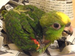 画像3: キビタイボウシインコ♀☆３月２９日生まれ(お迎え頂きました）