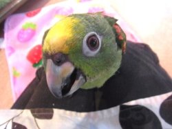 画像5: キビタイボウシインコ♀☆３月２９日生まれ(お迎え頂きました）