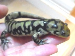 画像2: タイガーサラマンダーＮ様ご売約済