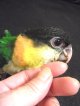 ズグロシロハラインコ　ＢＩＩ８Ｅ８７９☆♂（お迎え頂きました♪）