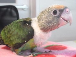 画像2: オオハネナガインコ♀ＰＨＢＩＩ９Ｅ１４４（お迎え頂きました）