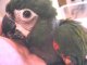 ヒメコンゴウインコ♂ＰＨＢＩＩ９Ｅ１３０☆８月１８日生（お迎えいただきました）