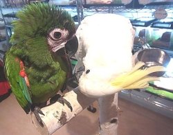 画像3: ヒメコンゴウインコ♂ＰＨＢＩＩ９Ｄ１３１☆８月２２日生（お迎え頂きました）