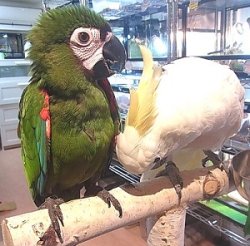 画像2: ヒメコンゴウインコ♂ＰＨＢＩＩ９Ｄ１３１☆８月２２日生（お迎え頂きました）