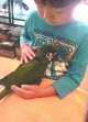 ヒメコンゴウインコ♂ＰＨＢＩＩ９Ｄ１３１☆８月２２日生（お迎え頂きました）