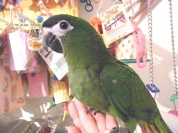 画像2: コミドリコンゴウインコＰＨ１０ＡＧＣＡ３１９男の子