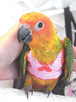 画像1: コガネメキシコインコＰＨ９ＢＧＣＡ８０１男の子（お迎え頂きました）