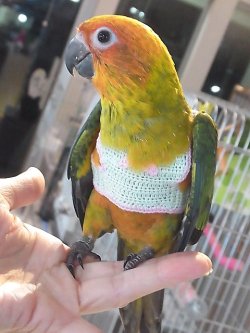 画像1: コガネメキシコインコＰＨ９ＢＧＣＡ８０４男の子（お迎え頂きました♪）