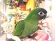 コミドリコンゴウインコＰＨ１０ＡＧＣＡ３１９男の子