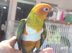 画像2: コガネメキシコインコＰＨ９ＢＧＣＡ８０４男の子（お迎え頂きました♪）