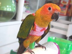 画像3: コガネメキシコインコＰＨ９ＢＧＣＡ８０１男の子（お迎え頂きました）