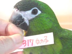 画像5: コミドリコンゴウインコＰＨ１０ＡＧＣＡ３１７女の子（お迎え頂きました♪）