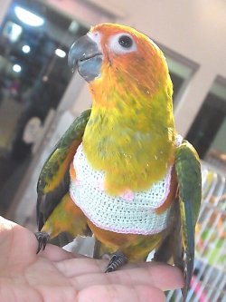 画像3: コガネメキシコインコＰＨ９ＢＧＣＡ８０４男の子（お迎え頂きました♪）