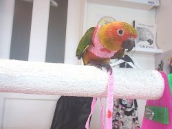 画像3: コガネメキシコインコＰＨ９ＢＧＣＡ８０３男の子お迎え頂きました