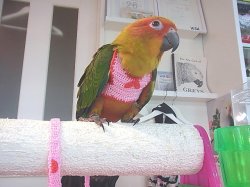 画像5: コガネメキシコインコＰＨ９ＢＧＣＡ８０３男の子お迎え頂きました