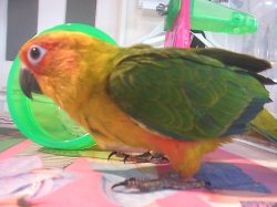 画像2: コガネメキシコインコＰＨ９ＢＧＣＡ８０３男の子お迎え頂きました