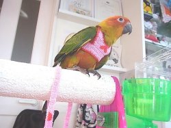 画像4: コガネメキシコインコＰＨ９ＢＧＣＡ８０３男の子お迎え頂きました