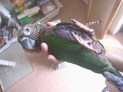 画像4: ヒオウギインコＰＨＢＩＩ９Ｅ１７６女の子（お迎え頂きました♪）