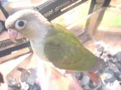 画像1: ホオミドリアカオウロコインコ（シナモン）お迎え頂きました♪