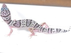 画像2: マックスノー☆USCB