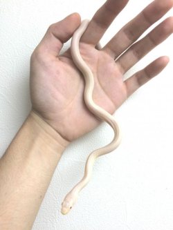 画像3: リューシスティックブラックラットスネーク　ピンクアイ　ご売約