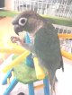 ホオミドリアカオウロコインコ（ブルー）お迎え頂きました