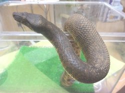 画像3: バイパーボア　♀(ご売約済み)