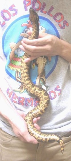 画像4: バイパーボア　♀(ご売約済み)