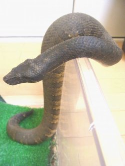 画像5: バイパーボア　♀(ご売約済み)