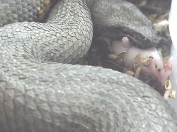 画像6: バイパーボア　♀(ご売約済み)