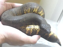 画像2: バイパーボア　♀(ご売約済み)