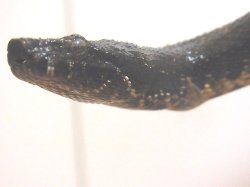 画像4: バイパーボア　♂