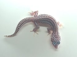 画像2: スーパーマックスノー★USCB