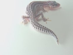 画像4: スーパーマックスノー★USCB