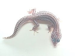 画像5: スーパーマックスノー★USCB