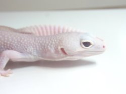 画像5: ディアブロブランコ★USCB♀