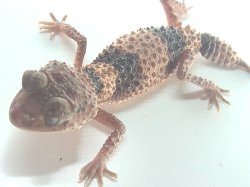 画像4: オビタマオヤモリ　アダルト♀