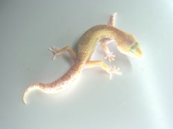 画像4: スノータイフーン★　USCB　